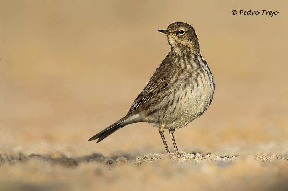 Bisbia alpino (Anthus spinoletta)